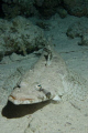 Indian Ocean Crocodile Fish (Papilloculiceps longiceps) shot on a night dive using a Canon EOS 300D in Nimar housing, Sigma 50mm macro, Nikonos SB-105 strobe. 